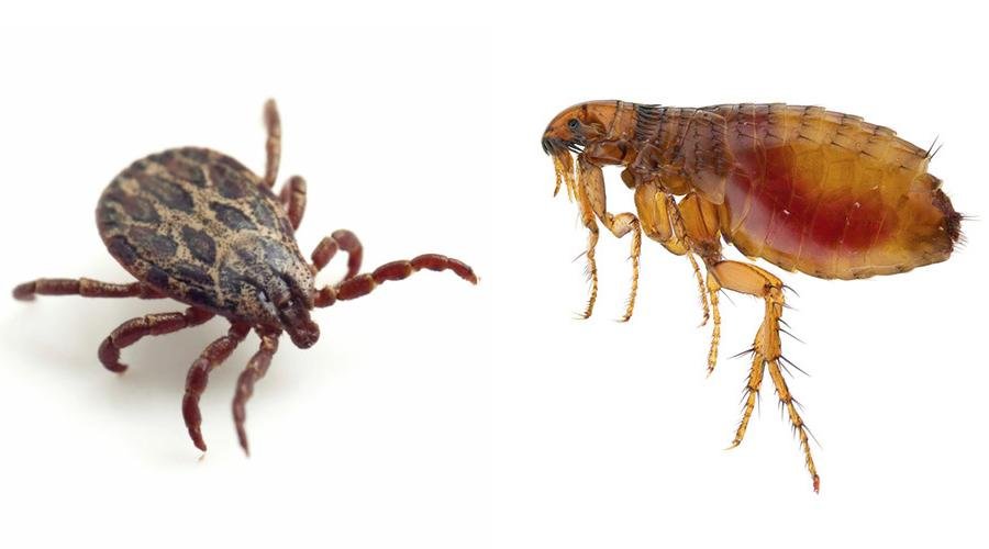 Fleas and ticks are the most common parasites for our pets.
