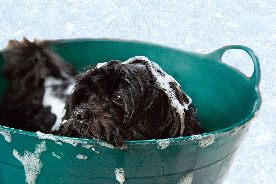 Bathing our dog will not always be easy, but if we get used to it as a puppy it will be an easy task.