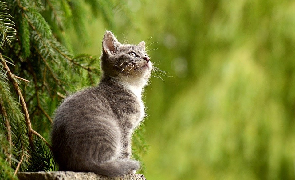 The cat is a solitary and elusive animal, they always tend to go out and explore new things.