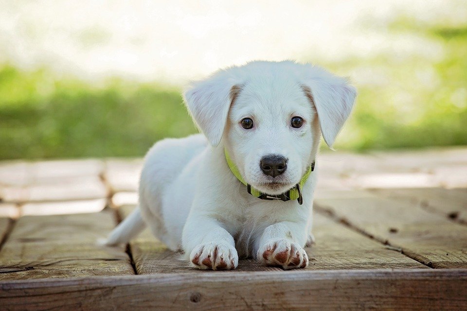 La température de notre chien peut varier en fonction de son âge.