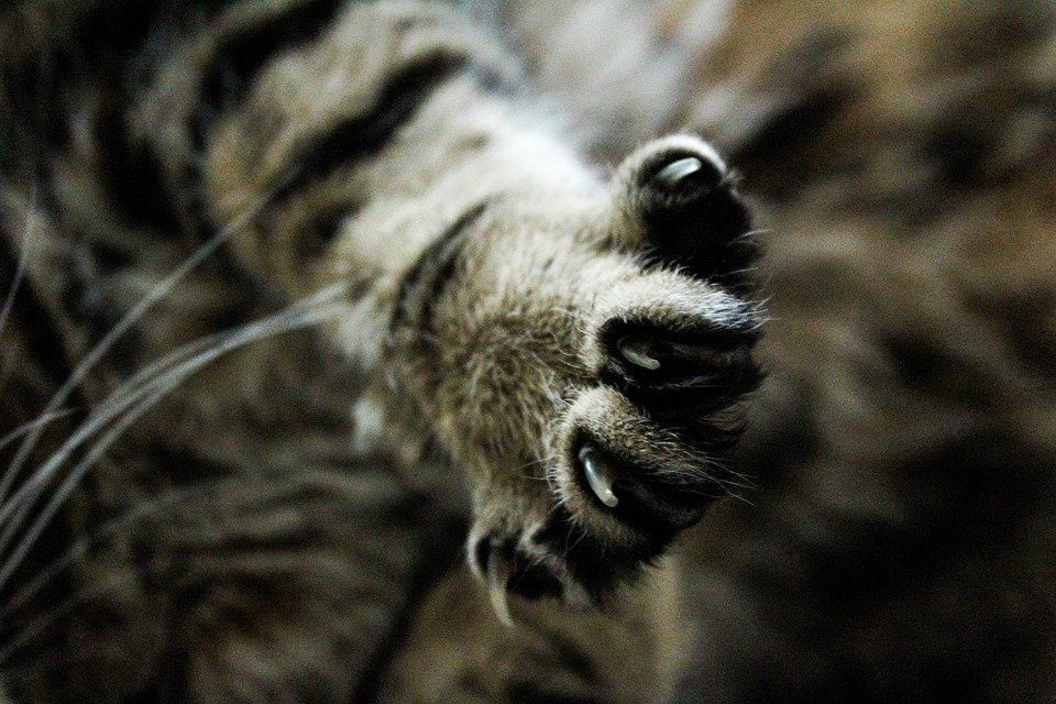 Cats' paws give off a smell that humans cannot perceive.