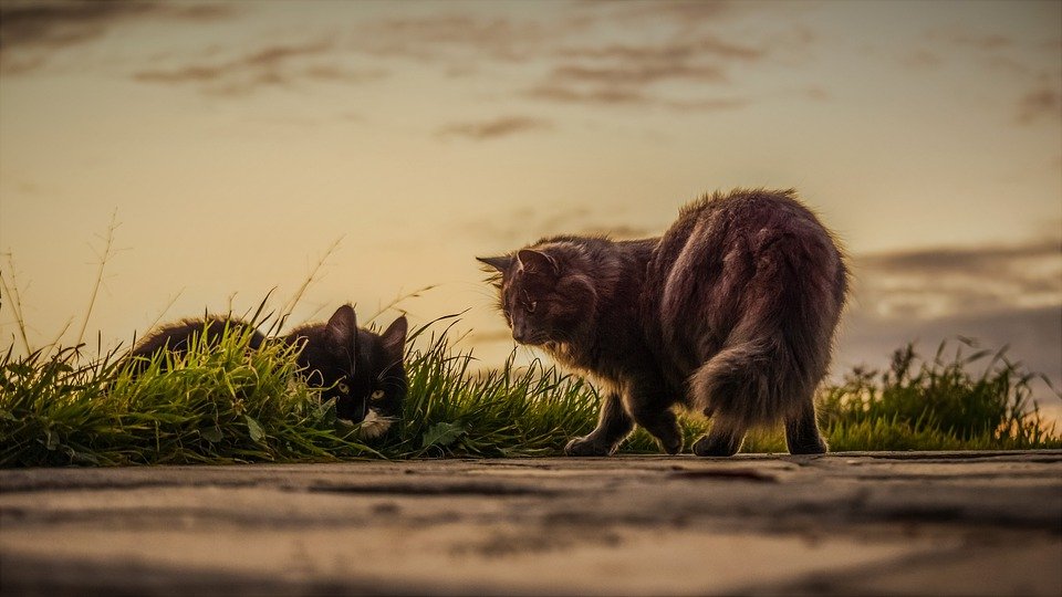 Feral cats often fight a lot over females.