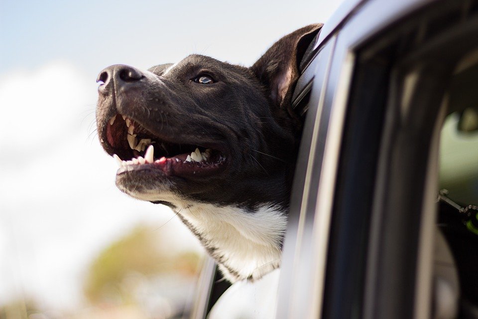 Lorsqu’il reçoit des éloges, le chien sait que ce qu’il a fait était bien et le fera plusieurs fois.