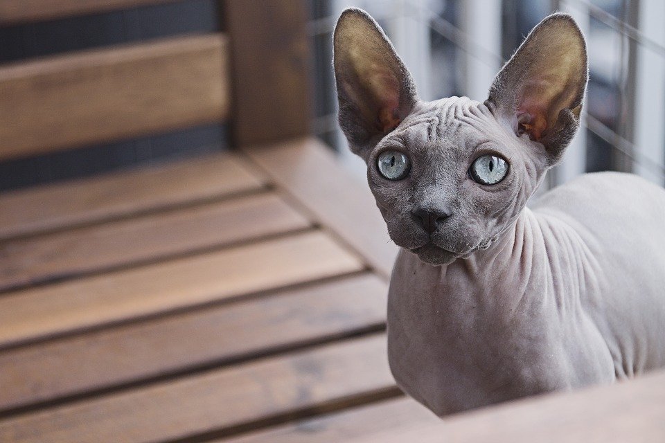 Le chat sans poils ou Sphynx est le premier qui vient toujours à l’esprit lorsqu’on pense aux chats pour personnes allergiques. 