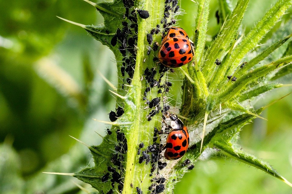 Aphids can be found gathered in different small groups.