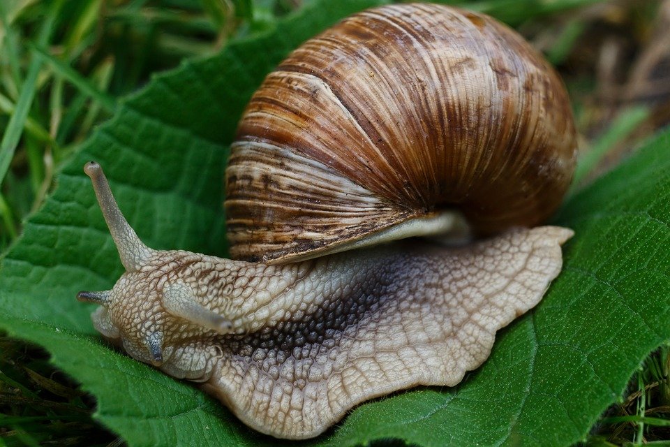 Snails and slugs are the most common pests in gardens. 