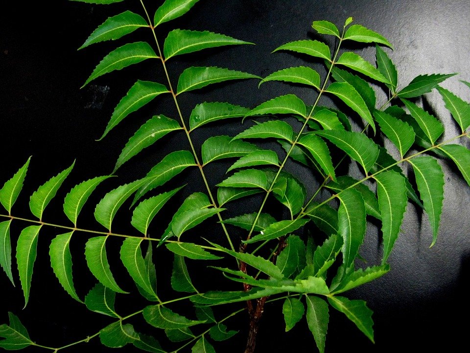 The Neem tree is used for many things, but the oil can even serve as a natural fungicide.
