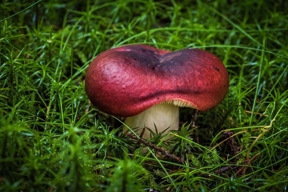 Many of the mushrooms that grow in gardens are harmless to adults, but in the case of children or pets they can be highly toxic.