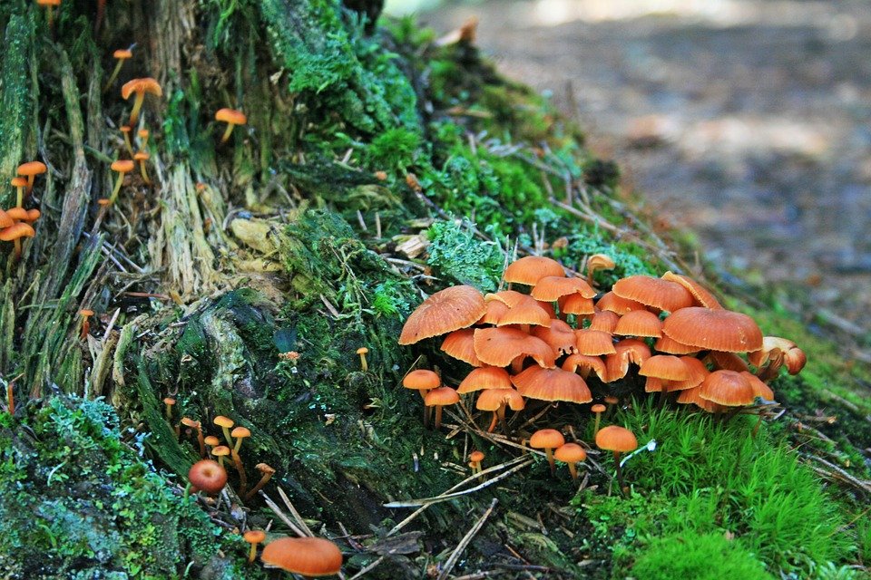 With these two remedies you will ensure that your garden does not have fungi again.