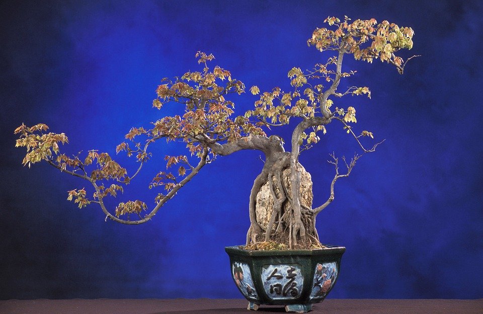 The formal vertical bonsai is usually the most common, but the most striking is the cascading one.