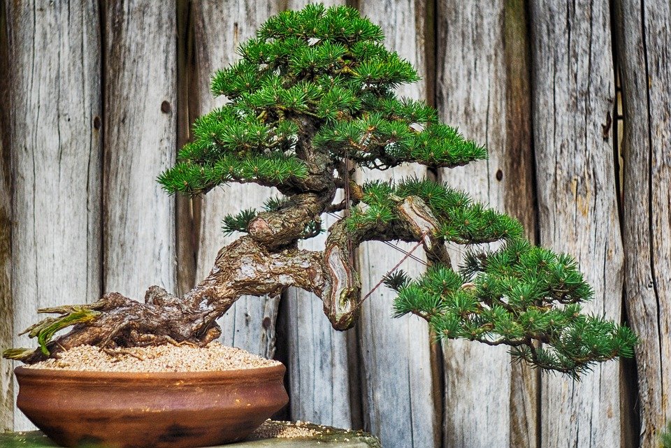 Some types of bonsai soil give an elegant touch. 