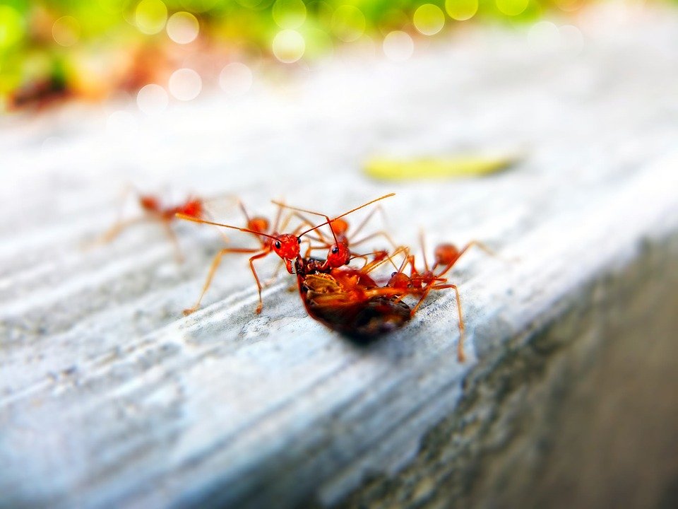 Ants usually go together, if an ant goes alone it has simply gotten lost and it won't be a problem for you.