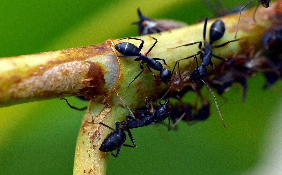Les formigues poden ser molt molestes i acabaran matant les nostres plantes.