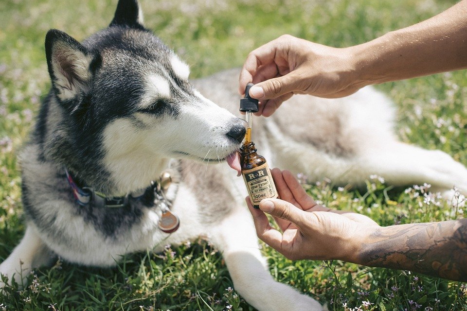 Certaines huiles sont comestibles, demandez à votre vétérinaire lesquelles votre chien peut prendre.