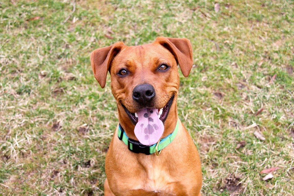 Comment apprendre à un chien à faire ses besoins en dehors de la maison
